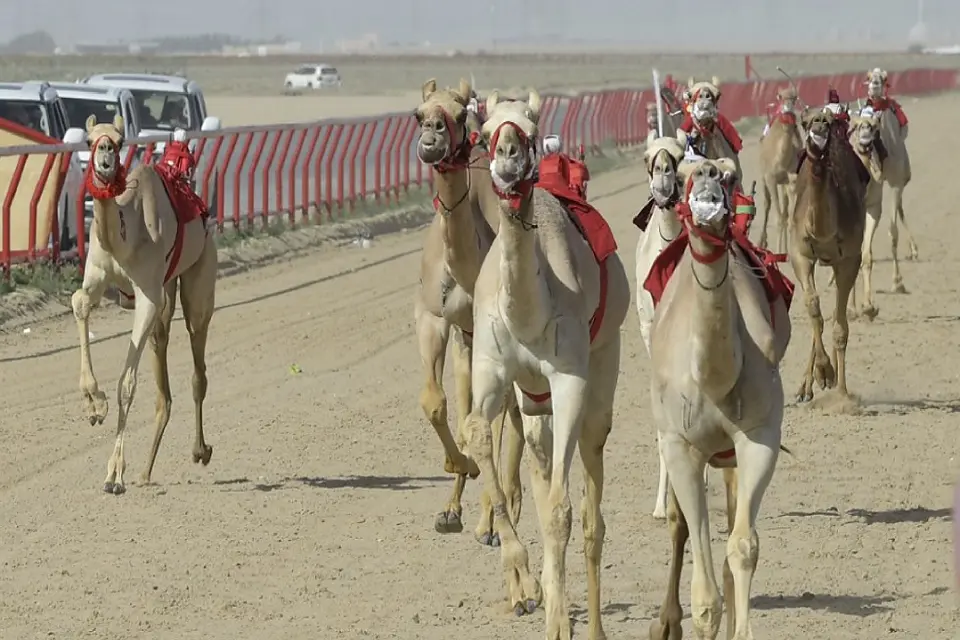 بطولة الكويت الدولية لسباقات الهجن